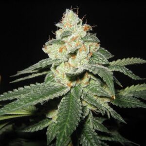 Shark Shock 18 standardizovaných semínek Mr. Nice