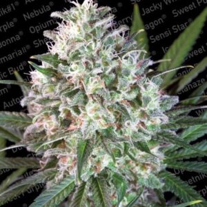 Space Cookies - feminizovaná semínka 10 ksParadise Seeds