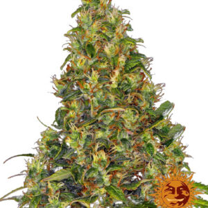 Amnesia Haze Auto - samonakvétací semínka 3 ks, Barney´s Farm