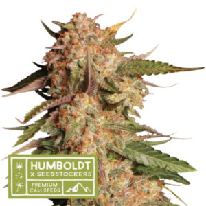 Apollo Black Cherry Auto - samonakvétací semena konopí HumboldtXSeedstockers, 5 ks