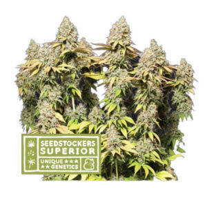 Rucu Cucu OG Auto - Autoflowering semena konopí 25 ks, Seedstockers