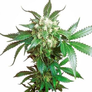 Black Domina - semínka 5 ks feminizovaná Sensi Seeds