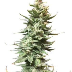 Amnesia Fast - feminizovaná semínka 5 ks Seedsman