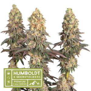Mack & Crack feminizované semena marihuany, HumboldtXSeedstockers, 25 ks