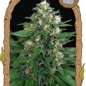 Exotic Thai - feminizovaná semena, 5 ks, Exotic Seed