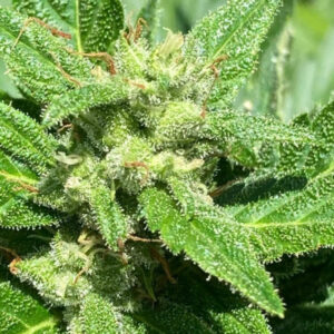 Alaskan Diesel Auto - samonakvétací semínka 5 ks Seedsman