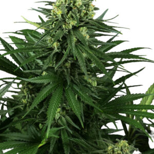 Honey Melon Kush - feminizovaná semena konopí 3 ks, Sensi Seeds