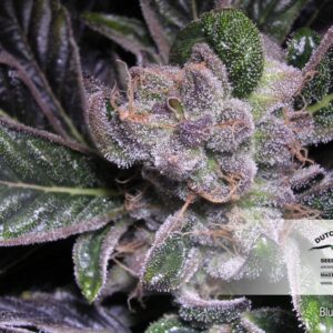 Blueberry - feminizovaná semena 10 ks Dutch Passion