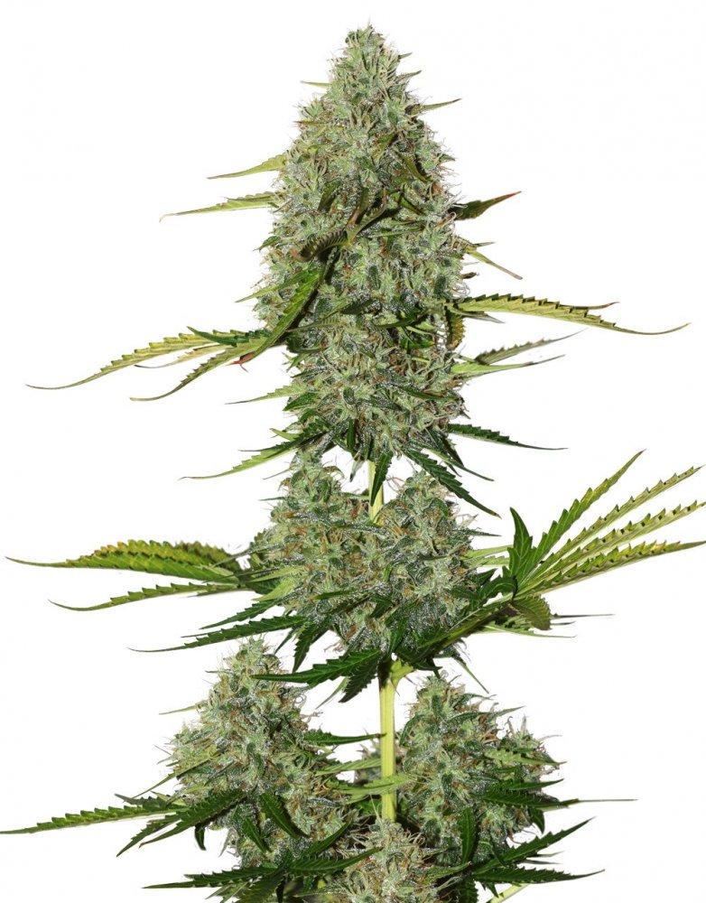 BCN Critical XXL samonakvétací semena 3 ks Seedstockers