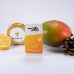 CBDenergy - feminizovaná semínka 5ks Paradise Seeds