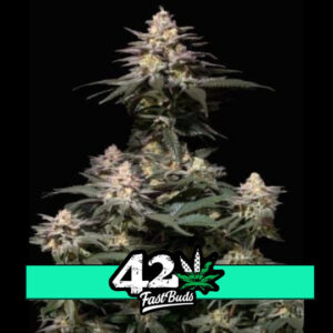 Purple Lemonade FF - feminizovaná semena marihuany 3 ks Fast Buds