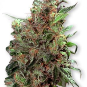 Californian Orange -  feminizovaná semínka 5 ks Dutch Passion