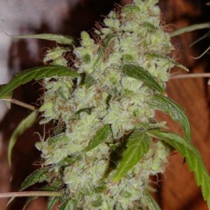 Mango x Widow 18 ks standardizovaná semínka Mr. Nice