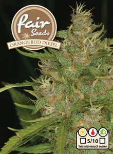 Orange Bud Diesel - feminizovaná semena 10 ks Fair Seeds