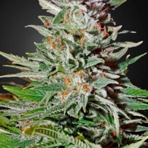 Super Lemon Haze Auto - samonakvétací semínka 3 ks Green House Seeds