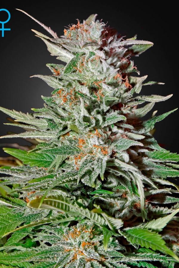 Super Lemon Haze Auto - samonakvétací semínka 3 ks Green House Seeds