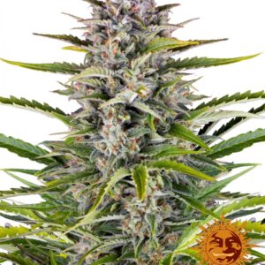 Gorilla Zkittlez Auto - samonakvétací semena 10 ks Barney´s Farm