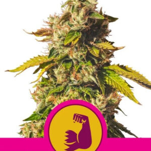Hulkberry - feminizovaná semínka 3 ks Royal Queen Seeds