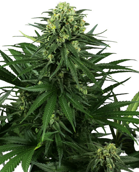Honey Melon Kush - feminizovaná semena konopí 5 ks, Sensi Seeds