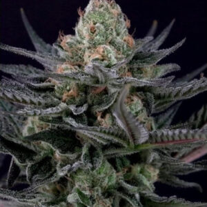 Caramba - feminizovaná semena 3 ks, Paradise Seeds