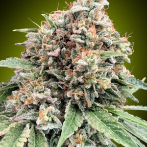 Sweet Critical 2.0 - feminizovaná semena marihuany, 5 ks 00 Seeds