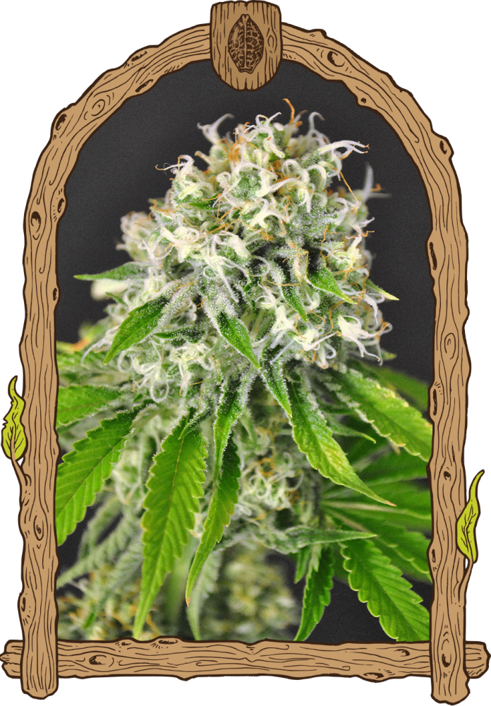 Exotic Runtz - feminizovaná semena, 3 ks, Exotic Seed