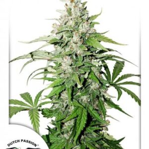 Auto Cinderella Jack® - fem. a samonakvétací semena 7 ks Dutch Passion