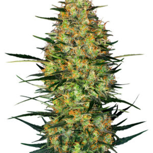 Caramellow Kush Automatic - samonakvétací semena konopí 10 ks, Sensi Seeds