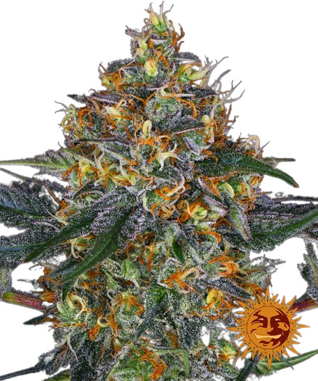 Moby Dick Auto - samonakvétací semínka 5 ks, Barney´s Farm