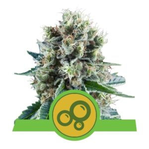 Bubble Kush - samonakvétací semínka 5 ks Royal Queen Seeds