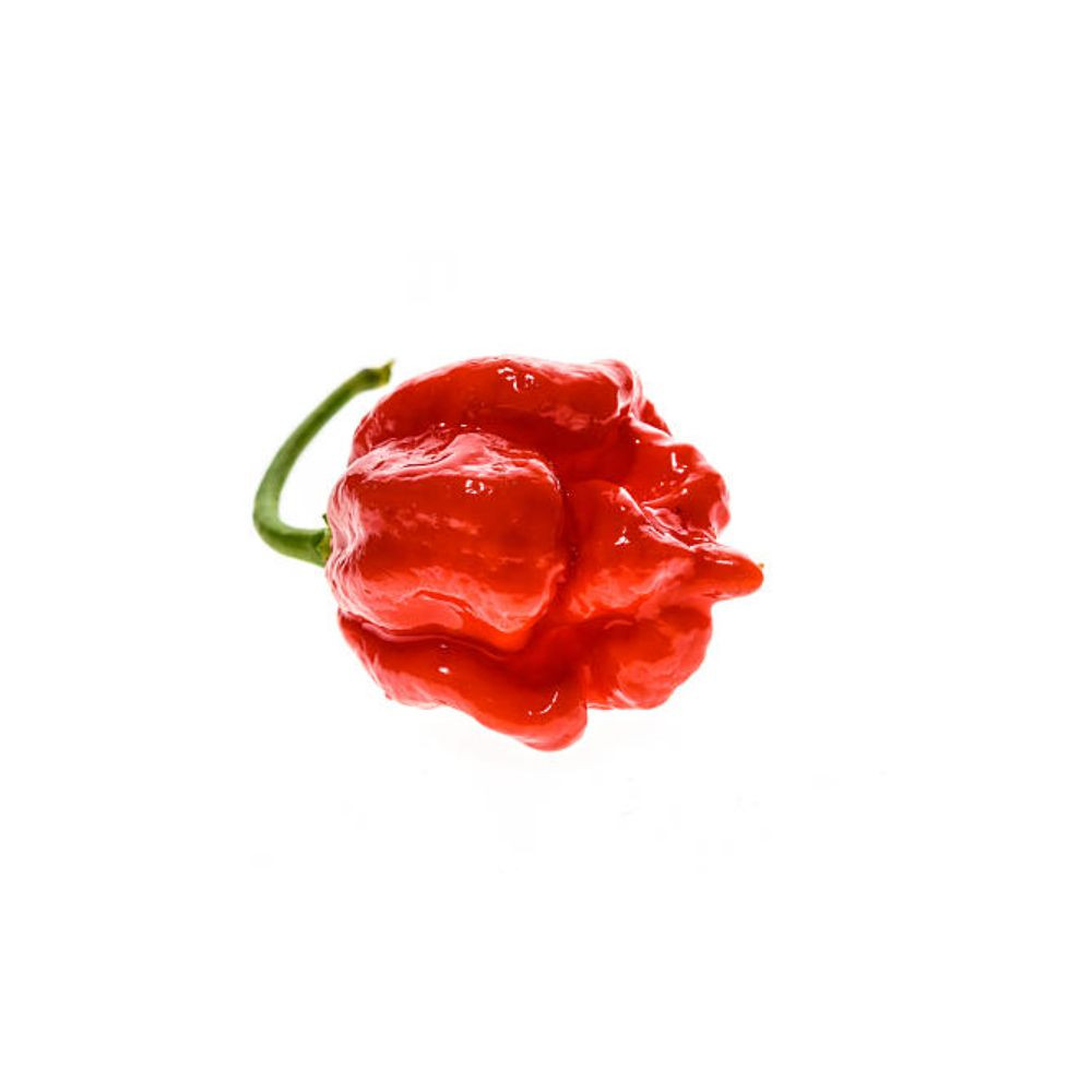 Piquant TRINIDAD MORUGA SCORPION RED semínka chilli papriček, 8 s - Obrázek 2