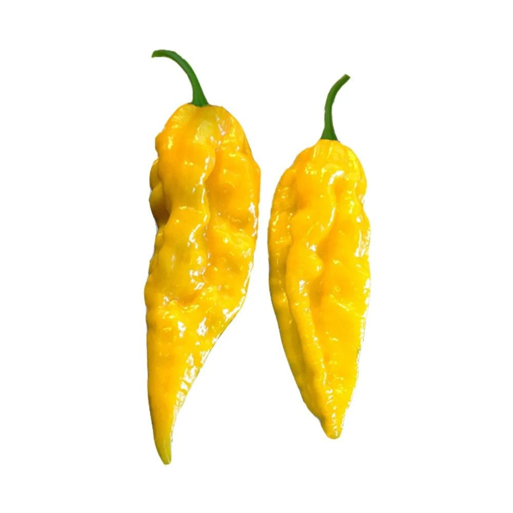 Piquant BHUT JOLOKIA YELLOW semínka chilli papriček, 10 s - Obrázek 2