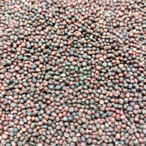 Černá toskánská kapusta na microgreens, 50 g