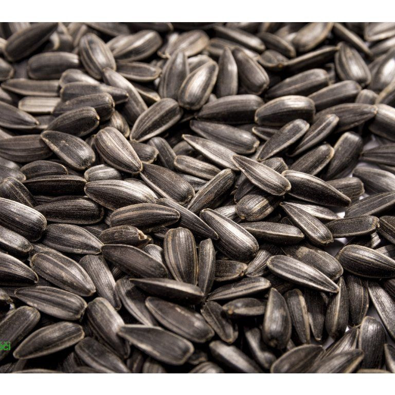 Slunečnice roční na microgreens, 100 g