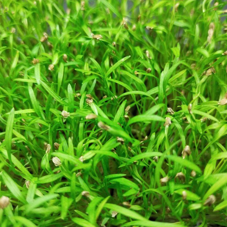 Mrkev na microgreens, 50 g - Obrázek 2