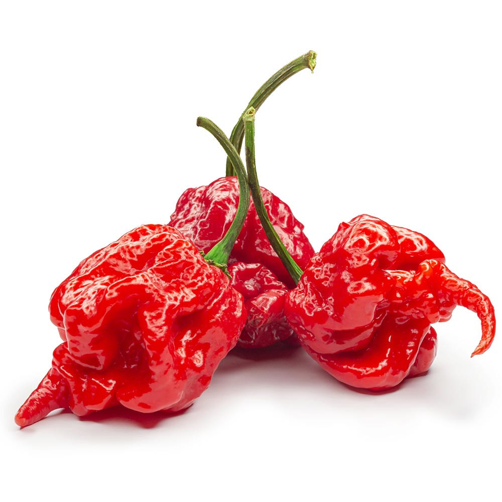 Piquant CAROLINA REAPER semínka chilli papriček, 8 s - Obrázek 2