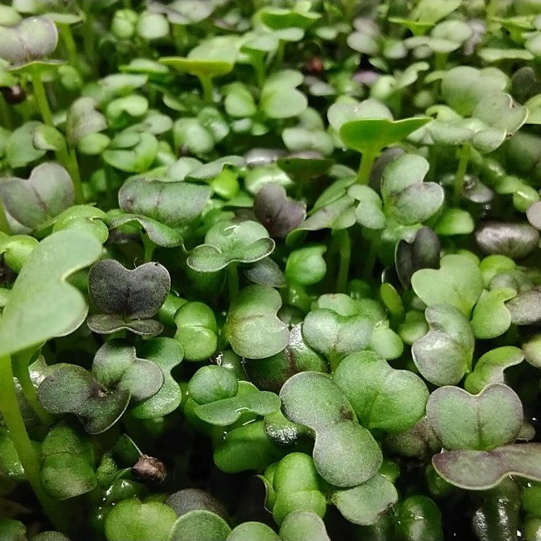 PAK CHOI červený na microgreens, 50 g - Obrázek 2