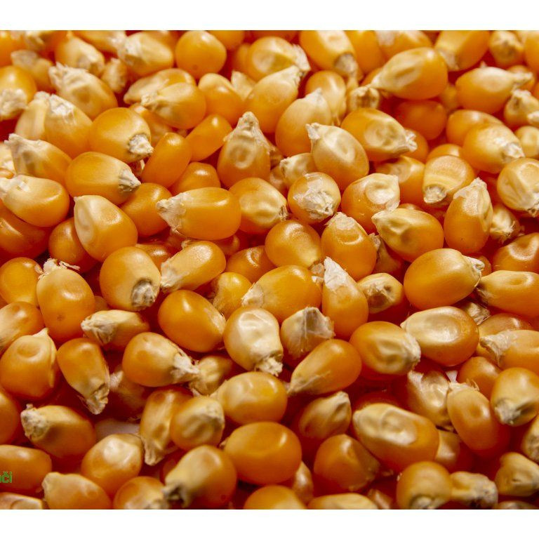 Kukuřice na microgreens, 100 g