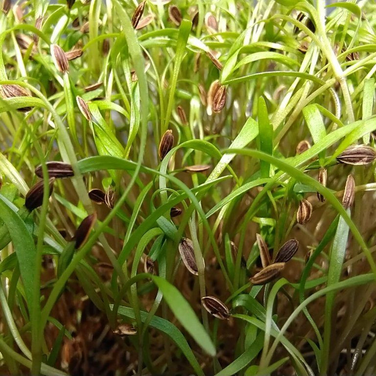 Kopr vonný na microgreens, 50 g - Obrázek 2