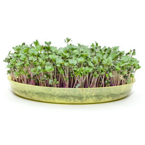 Microgreens semínka na klíčky - Kadeřávek červený 10 g