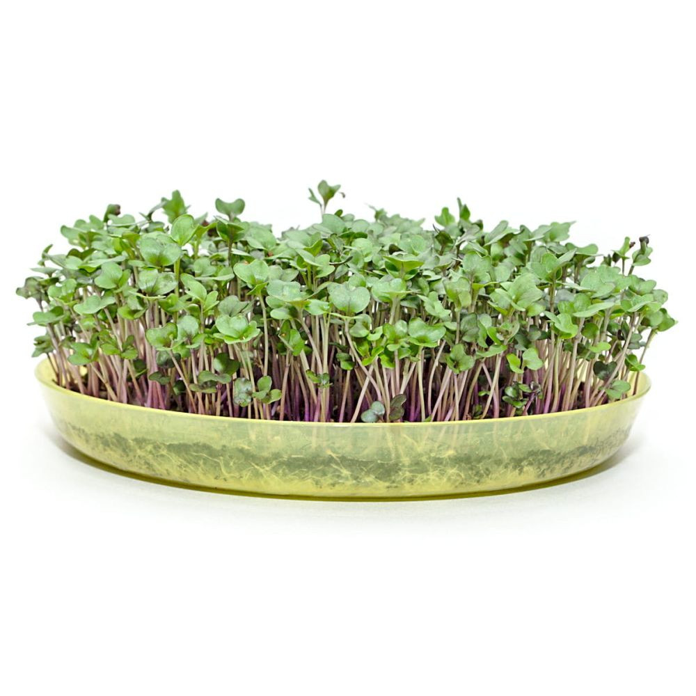 Microgreens semínka na klíčky - Kadeřávek červený 10 g