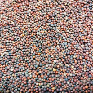 PAK CHOI červený na microgreens, 50 g