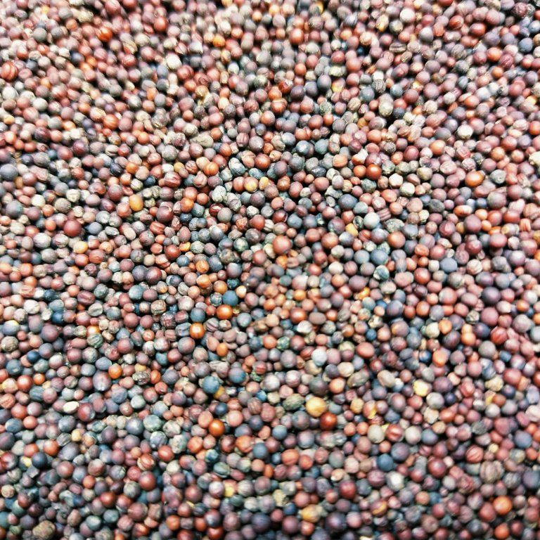 PAK CHOI červený na microgreens, 50 g