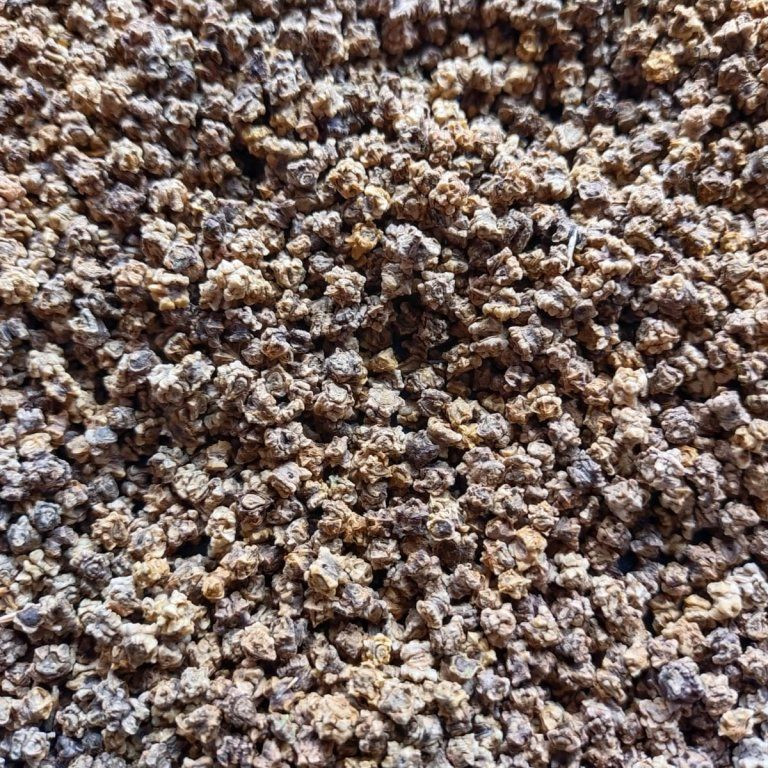 Řepa červená na microgreens, 50 g