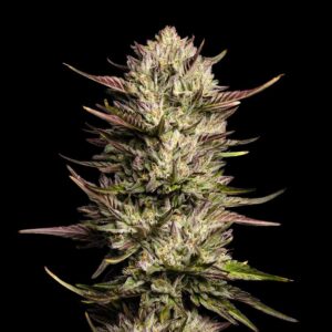Purple Oreoz F1 Feminizovaná Semínka - 3