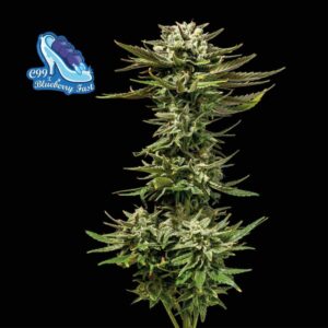 C99 x Blueberry Samonakvétací Feminizovaná Semínka - 10
