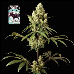 Alaskan Purple Feminizovaná Semínka - 100