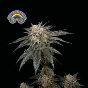 Peyote Zkittlez Feminizovaná Semínka - 50
