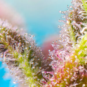 Purple Punch OG Feminizovaná Semínka - 3