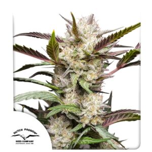 Mimosa Punch Auto Feminizovaná Semínka - 7